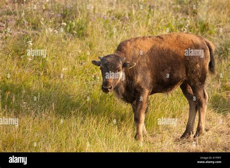 Bison yellowstone hi-res stock photography and images - Alamy