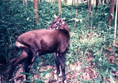 What is a Saola? Where is it From? Why is it Endangered? | hubpages