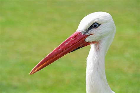 Free picture: white stork, bird, field, green grass