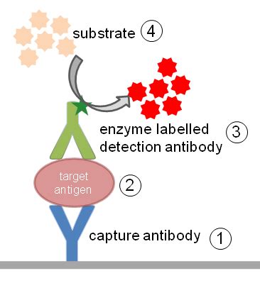 Enzyme-linked immunosorbent assay (ELISA) | British Society for Immunology