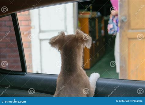 Dog car window stock photo. Image of seat, trunk, dogs - 63377598