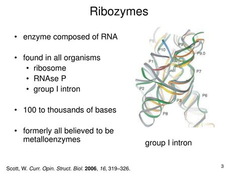 PPT - Ribozyme Catalysis PowerPoint Presentation, free download - ID:754762