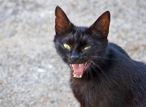 Evil black cat stock image. Image of mammalians, predator - 25615235