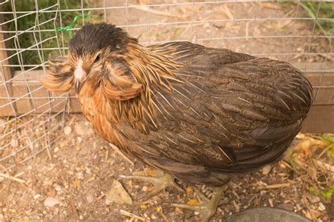 Araucana Chicken Care Guide: Eggs, Color And More… | Chickens And More