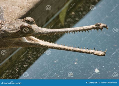 Sharp teeth of crocodiles stock image. Image of serpent - 284167963