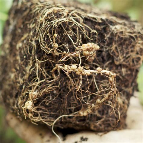 Inoculants are beneficial bacteria that form the nitrogen-rich nodules on legume roots. Choose ...