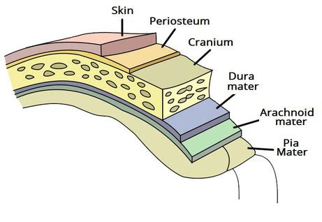 Meninges - NeurologyNeeds.com