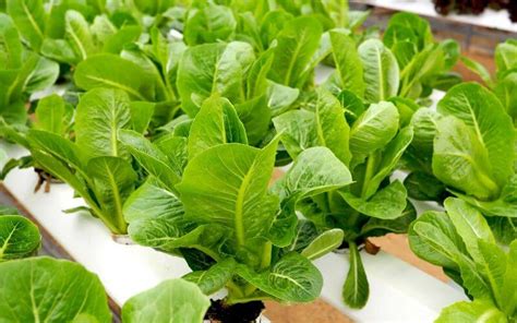 Growing Hydroponic Lettuce: Expert Tips for Easy and Productive Harvests