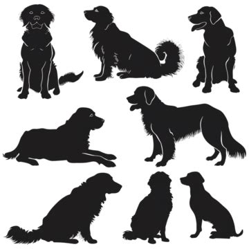 Silhouettes De Chien Golden Retriever PNG , Golden Retriever, Chien D Or, Chien Golden Retriever ...