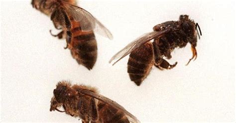 'Killer Bee' Attack Sends SoCal Man To Hospital - CBS Sacramento