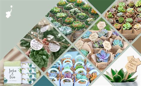 10 Best Succulent Baby Shower Favors for Your Next Event