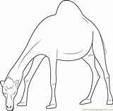 Oman Camel Coloring Page For Kids  Free Printable Pages sketch template