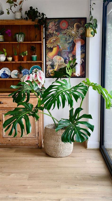 Six steps to bring a houseplant back to life – Artofit