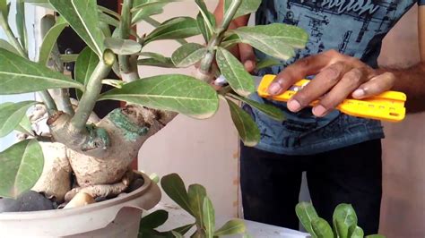 HOW TO PRUNE DESERT ROSE (ADENIUM) EASILY .. - YouTube