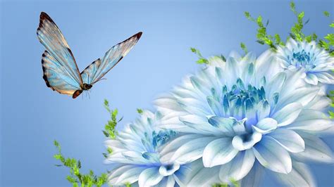 🔥 Download Blue Butterfly On Chrysanthemums Wallpaper by @johng54 | Blue Butterfly Wallpapers ...