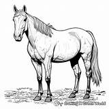 Quarter Horse Coloring Pages  Free & Printable sketch template