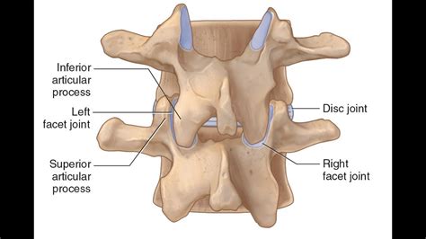 Two Minutes of Anatomy: Facet Joints AKA Zygapophyseal Joints or Apophyseal Joints - YouTube