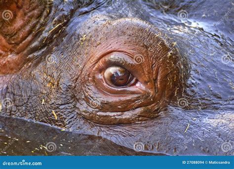 Hippo eye closeup stock photo. Image of life, safari - 27088094