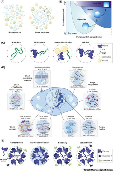 Biomolecular condensates: new opportunities for drug discovery and RNA therapeutics: Trends in ...