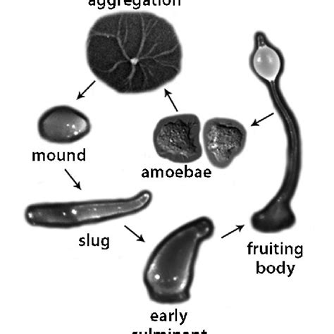 The life cycle of Dictyostelium discoideum. Unicellular amoebae (not to ...