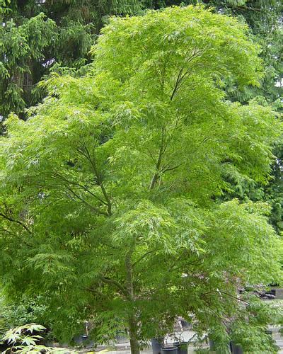 Seiryu Japanese Maple - 1 Gallon - Tree - Japanese Maples | Gardener Direct