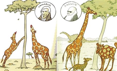 Comparison Of Lamarck And Darwin Theories