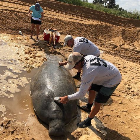 Stranded Manatee Rescued and Released With Help From a Bulldozer in Georgia - Clearwater Marine ...