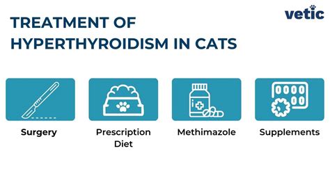 Hyperthyroidism in Cats: Causes, Signs and Treatment