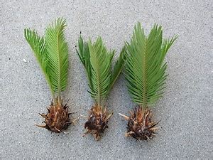 Sago Palm Seeds Germination