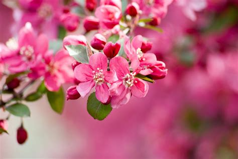 Crabapple Blossom Meaning, Popular Types, and Uses - Petal Republic