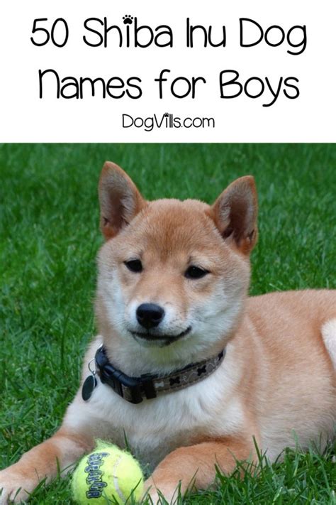 100 Splendid Shiba Inu Names for Males & Females - DogVills