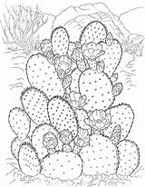 Free Printable Cactus Coloring Pages 4 Cactus sketch template
