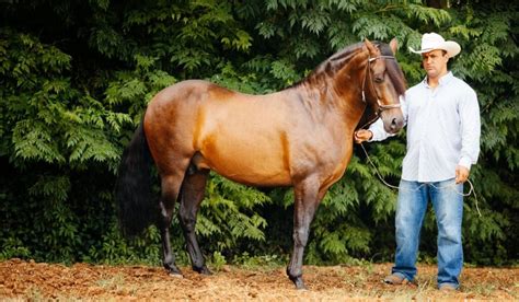 Paso Fino Breed Profile - Helpful Horse Hints