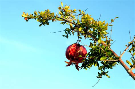 60+ Pomegranate Bonsai Tree Stock Photos, Pictures & Royalty-Free ...