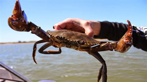 Wild Mud Crab Catching