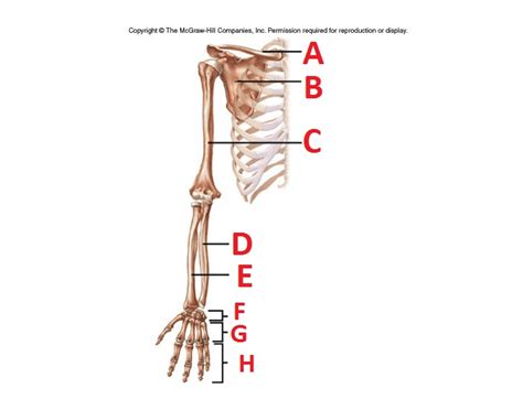 Upper Limb Bones Quiz