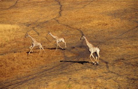 An Aerial Of Three Giraffe Running by Martin Harvey