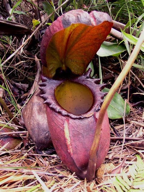 Conheça 6 tipos de plantas carnívoras impressionantes - Mega Curioso