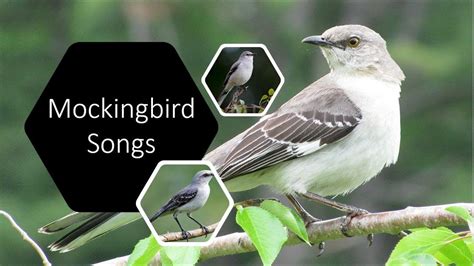 AMAZING Variety of Mockingbird Songs, Calls, and Tweets | ASMR - YouTube