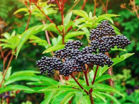 Types Of Edible Shrubs And Trees With Black Berries