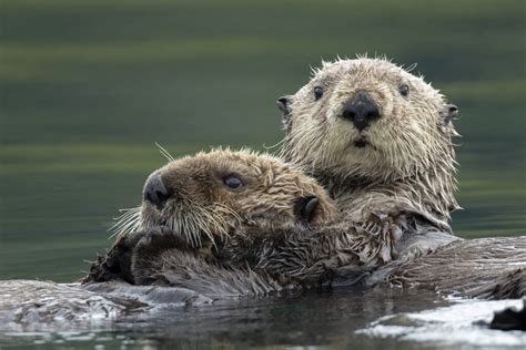 Otters Holding Hands: A Fascinating Display of Affection - American Oceans