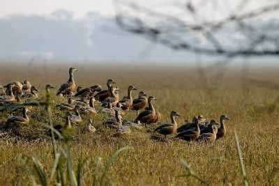 Keoladeo National Park History, Travel Information, Hotels, Fare, Geography, Facts And More ...