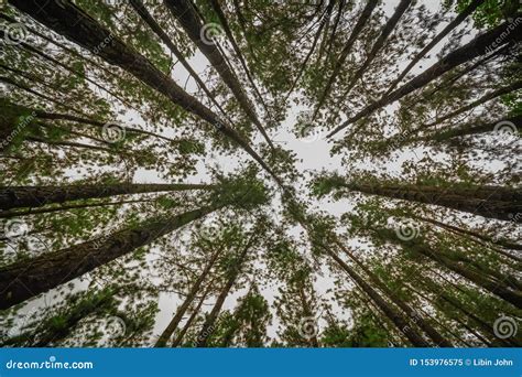 Pine Forest in Vagamon Hills Stock Image - Image of landscape ...