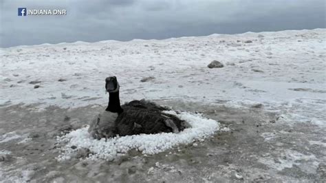 Canada goose frozen to sand rescued from Indiana Dunes National Park on edge of Lake Michigan ...