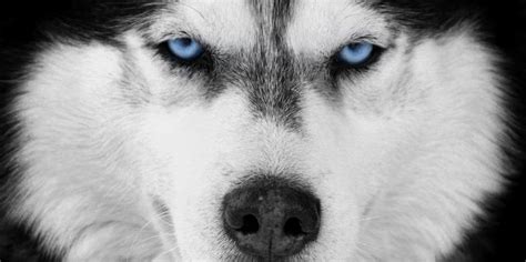 Why Do Siberian Huskies Have Blue Eyes? Study Points to Chromosomes ...