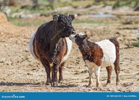 Belted Galloway Cattle stock image. Image of farming - 189165129