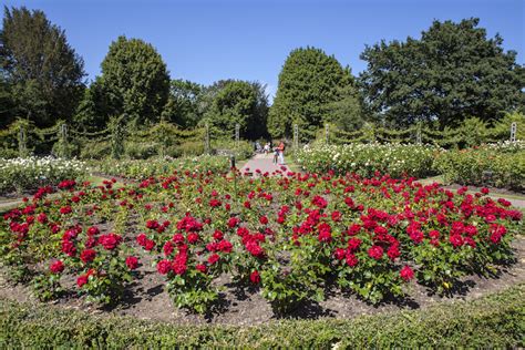 London's Best Rose Gardens For 2024 | Londonist