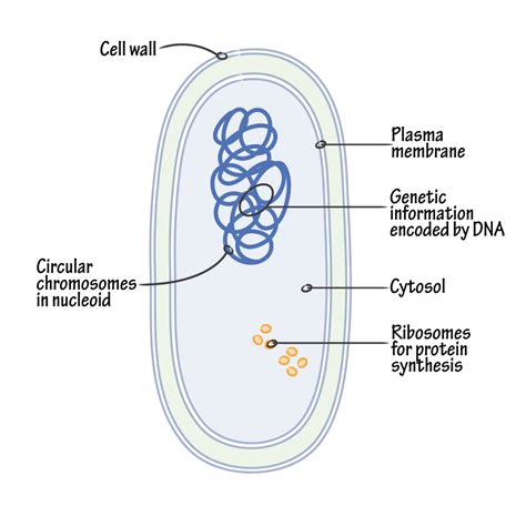 Bacterial Structure : Plantlet