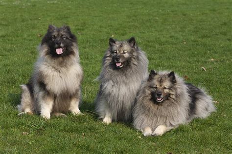 Meet the Keeshond!