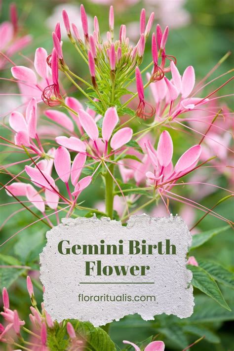 Gemini Birth Flower